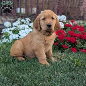 Rambo, Golden Retriever Puppy