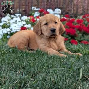 Rambo, Golden Retriever Puppy