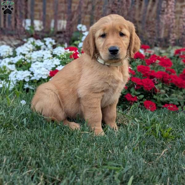 Ruby, Golden Retriever Puppy
