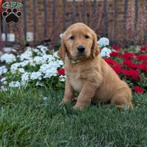 Ruby, Golden Retriever Puppy