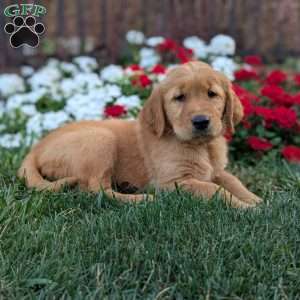 Ruby, Golden Retriever Puppy