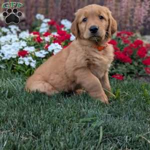 Rainbow, Golden Retriever Puppy