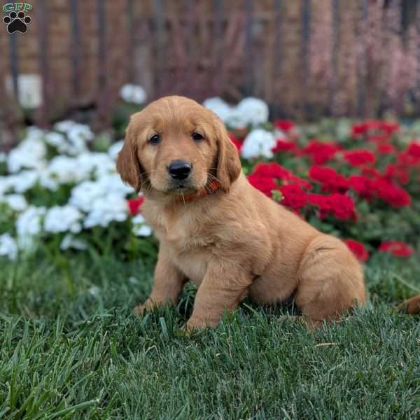 Rainbow, Golden Retriever Puppy