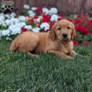 Rainbow, Golden Retriever Puppy