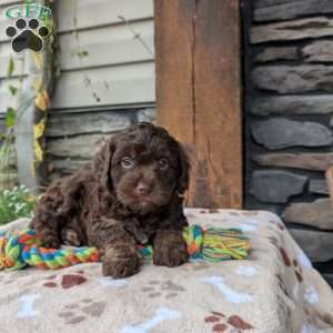 Coco, Cavapoo Puppy