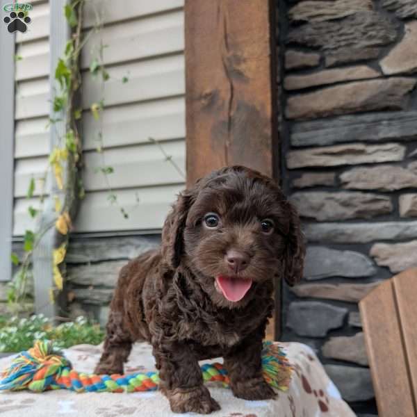 Coco, Cavapoo Puppy