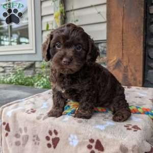 Coco, Cavapoo Puppy
