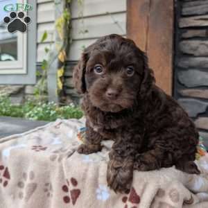 Coco, Cavapoo Puppy