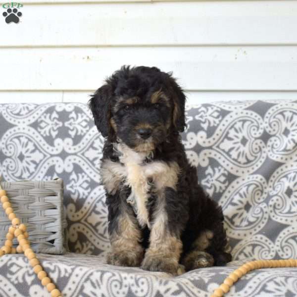 Paddington, Bernedoodle Puppy