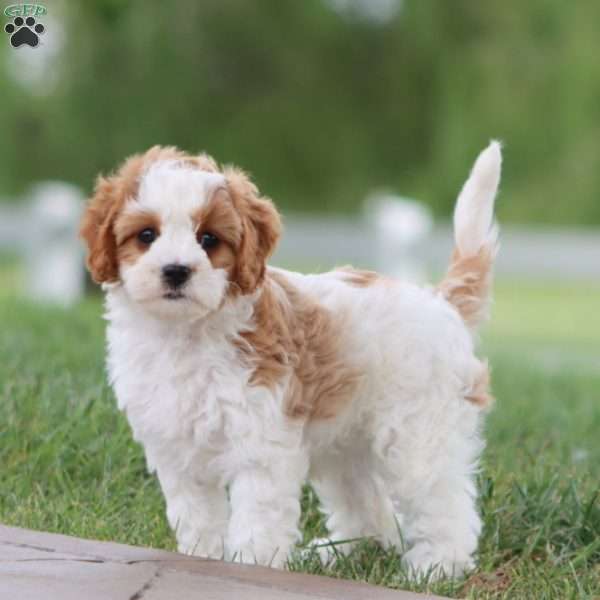 Paige, Cavapoo Puppy