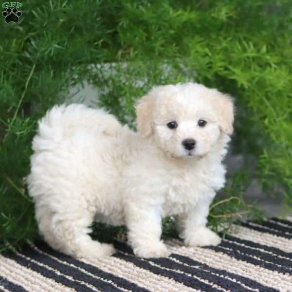Paige, Bichon Frise Puppy