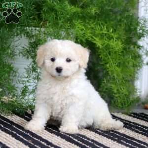 Paige, Bichon Frise Puppy