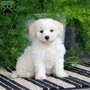 Paige, Bichon Frise Puppy