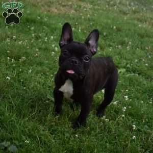 Palmar, French Bulldog Puppy
