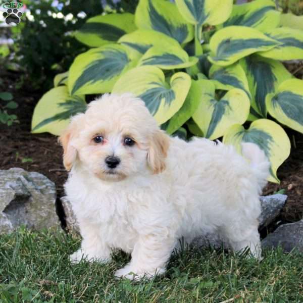 Pancake, Maltipoo Puppy
