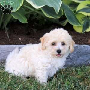 Pancake, Maltipoo Puppy