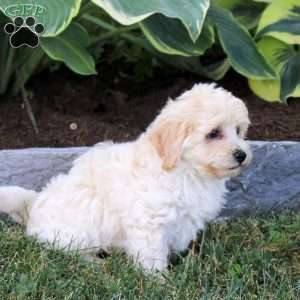 Pancake, Maltipoo Puppy