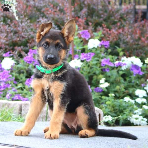 Pansy, German Shepherd Puppy