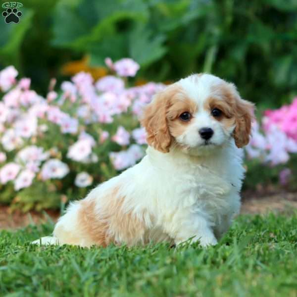 Pansy, Cavapoo Puppy