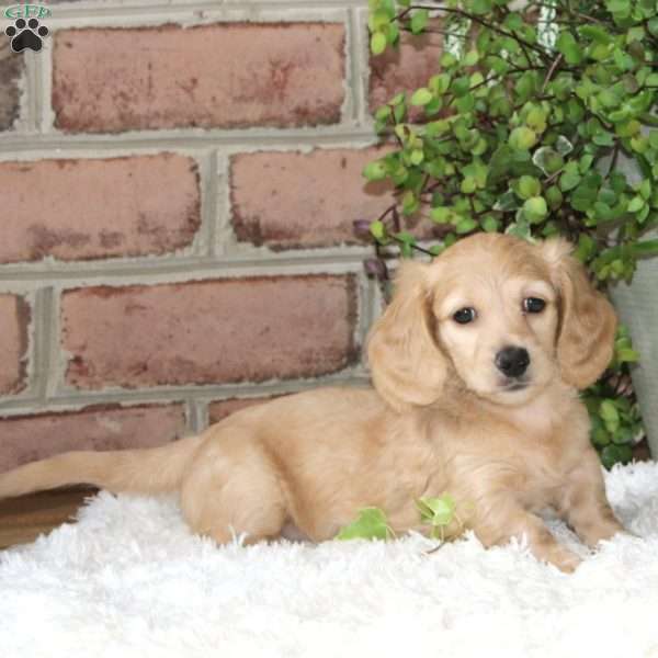 Pansy-Mini, Dachshund Puppy