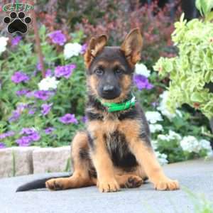 Pansy, German Shepherd Puppy