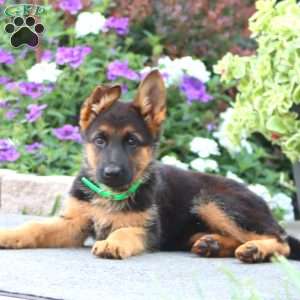 Pansy, German Shepherd Puppy