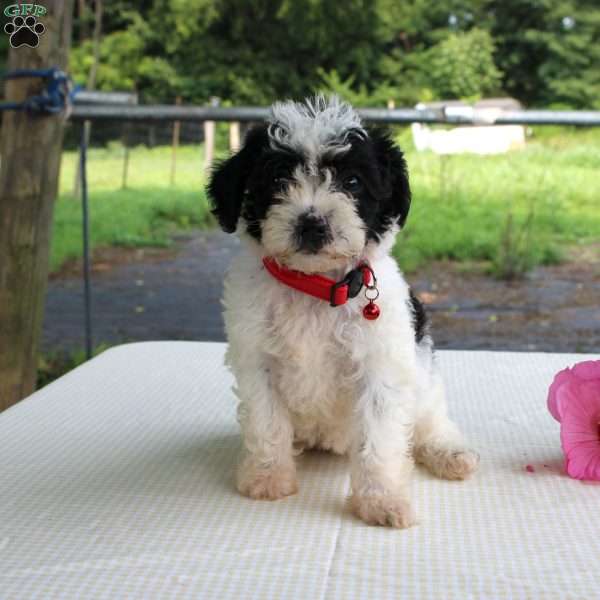 Pansy, Shih-Poo Puppy