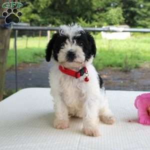 Pansy, Shih-Poo Puppy