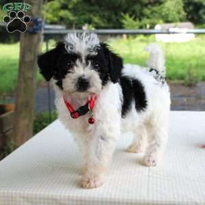 Pansy, Shih-Poo Puppy