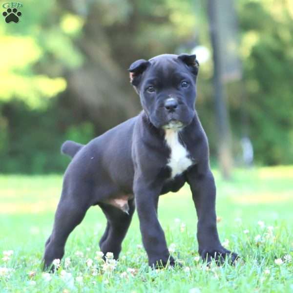 Panther, Cane Corso Puppy