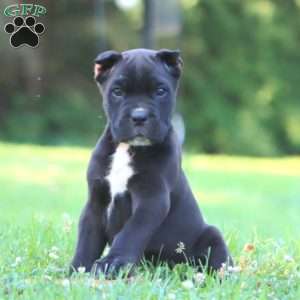 Panther, Cane Corso Puppy