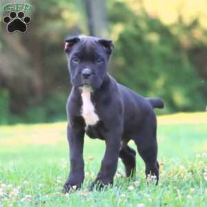 Panther, Cane Corso Puppy