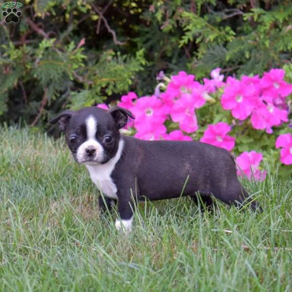 Paris, Boston Terrier Puppy