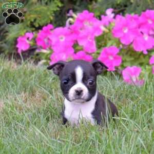 Paris, Boston Terrier Puppy
