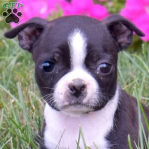Paris, Boston Terrier Puppy