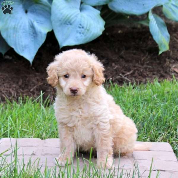 Park, Mini Goldendoodle Puppy