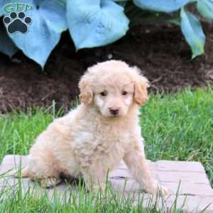 Park, Mini Goldendoodle Puppy