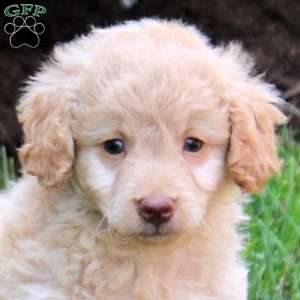 Park, Mini Goldendoodle Puppy