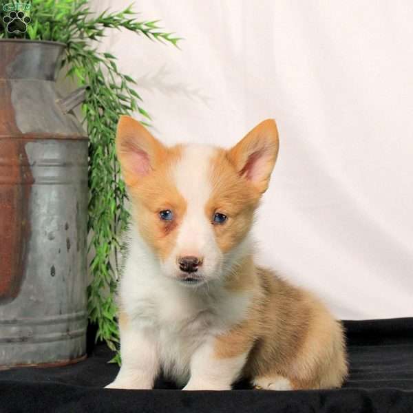 Parker, Pembroke Welsh Corgi Puppy