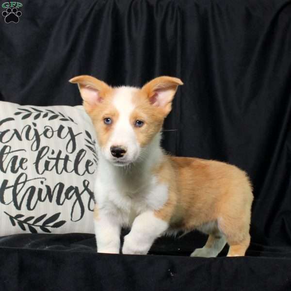 Parker, Pembroke Welsh Corgi Puppy