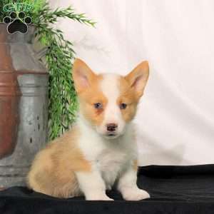 Parker, Pembroke Welsh Corgi Puppy