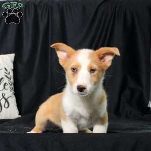 Parker, Pembroke Welsh Corgi Puppy