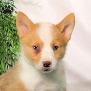 Parker, Pembroke Welsh Corgi Puppy