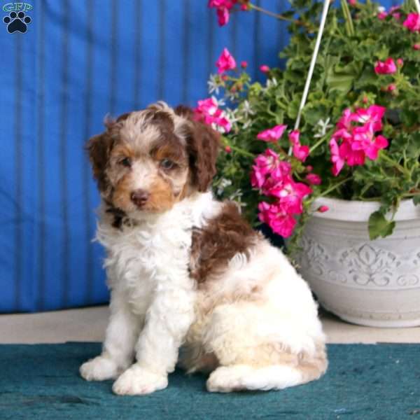 Parker, Cockapoo Puppy