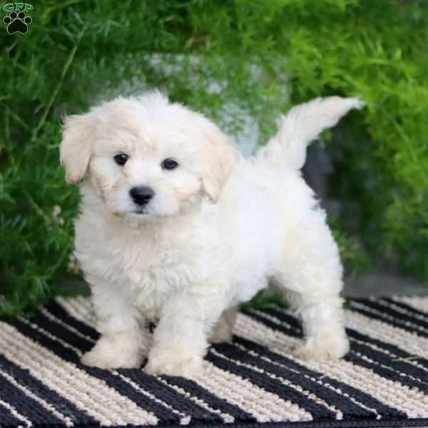 Parker, Bichon Frise Puppy