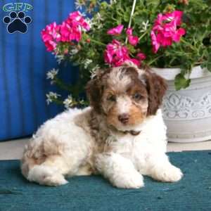 Parker, Cockapoo Puppy