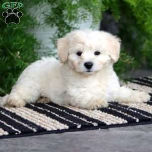 Parker, Bichon Frise Puppy