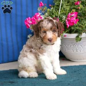 Parker, Cockapoo Puppy