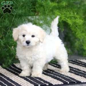 Parker, Bichon Frise Puppy
