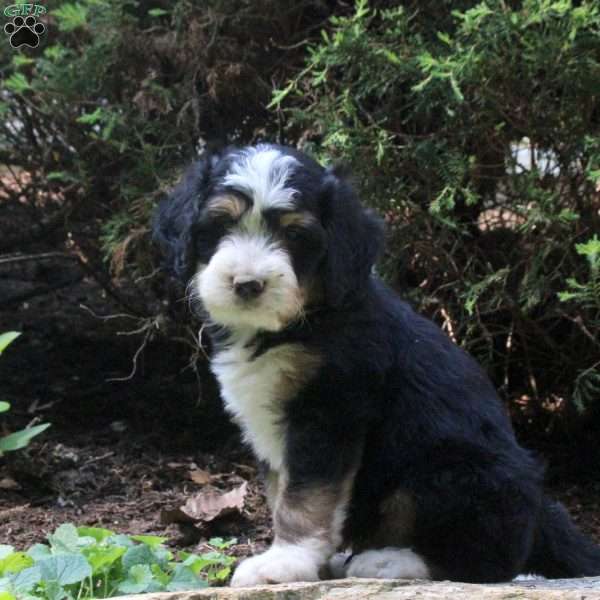 Pascal, Bernedoodle Puppy